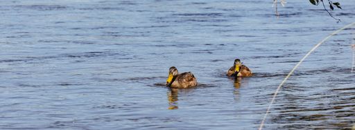 A view of two mallard ducks swimming in serene waters at the daytime