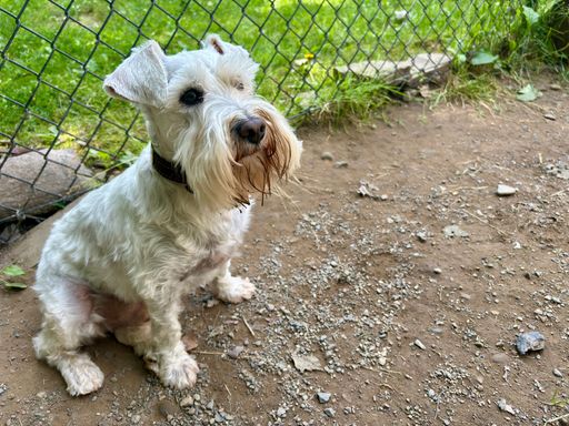 White miniature schnauzer looking serious in kennel sitting on dirt and rocks in front of chain link fence and grass