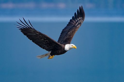 A majestic bald eagle soaring gracefully against a clear blue sky