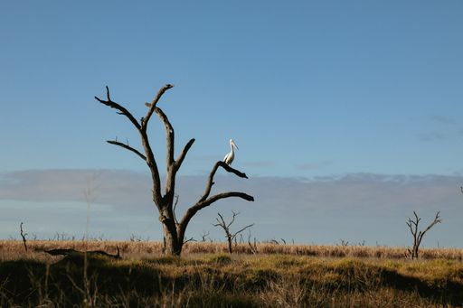A closeup shot of dried trees in open field and a bird on the branch on a sunny autumn day