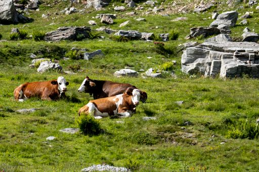 A horse grazing on the pasture in the mountains