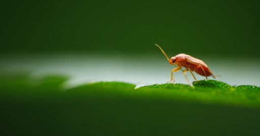 A macro shot of fruit flee on the green lea