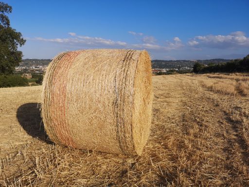 The straw put in a stack after the harvest of cereals