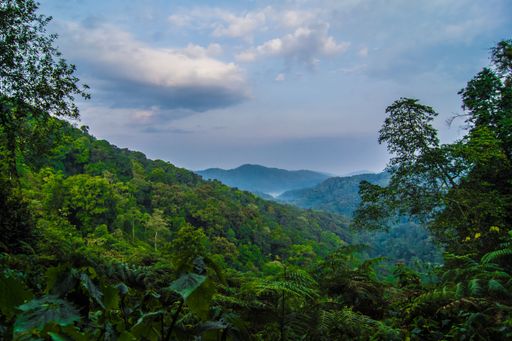 A scenic view of a lush green tropical rainforest with misty mountains in the background under a cloudy sky.