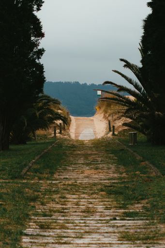 A vertical shot of a narrow path between green trees in spring