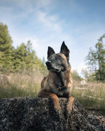 A Belgian Malinois dog resting on a tree stump in a forest with a clear blue sky in the background.