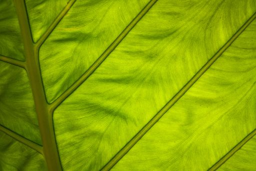 Minimalist proxy photo of a green leave with a network of veins backlit by the sun