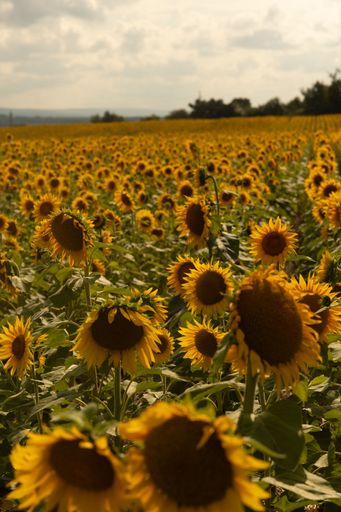 A scenic view of a sunflower field under a partly cloudy sky, capturing the vibrant yellow flowers in full bloom.