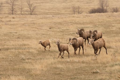 A bighorn sheep herd in the Theodore Roosevelt national park in North Dakota