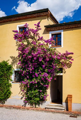 A charming yellow house facade with vibrant purple bougainvillea flowers under a bright blue sky.