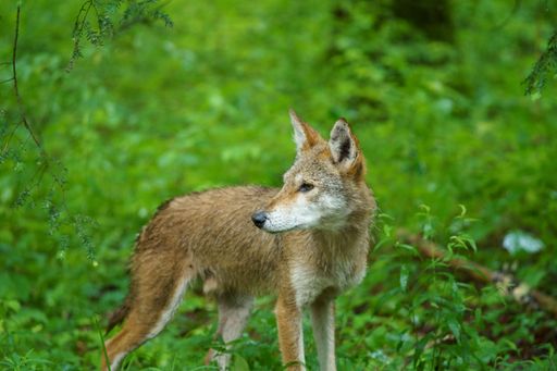 The South American gray fox in a forest