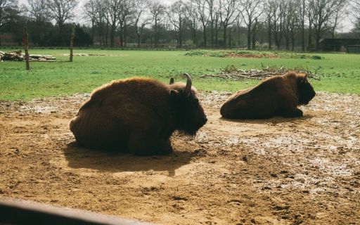 Two bison resting on the ground in a grassy field with trees in the background on a sunny day.