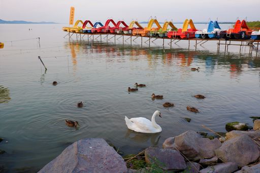A swimming swan and ducks at the rocky shore of the Lake Balaton with colorful pedal boats on the pier in Hungary