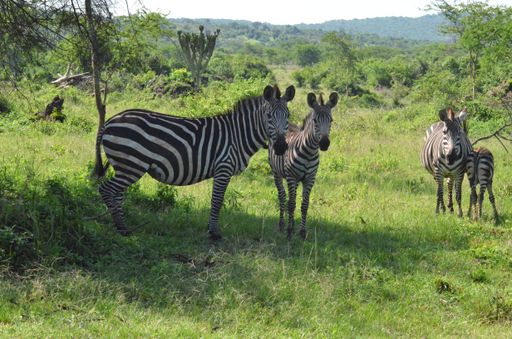 A small herd of zebras grazes in a grassy field. There are two adult zebras and two foals, all standing close together