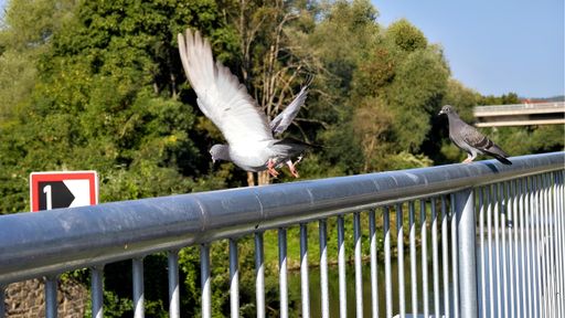 Two pigeons, one in flight and the other perched on a metal railing, against a backdrop of lush green trees and a highway