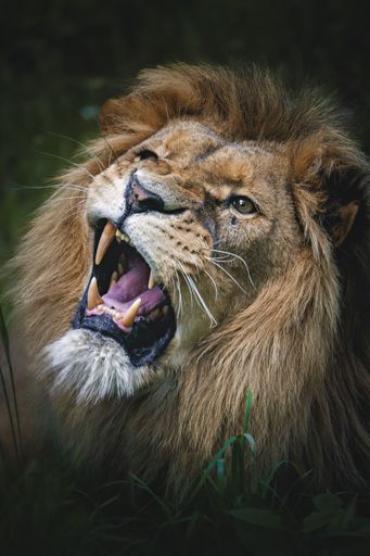 Close-up of a roaring male lion in the wild, showcasing its sharp teeth and majestic mane.