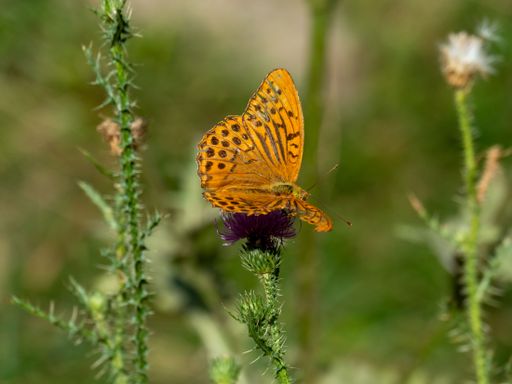 A close-up of an orange butterfly perched on a purple thistle flower with a blurred green background.