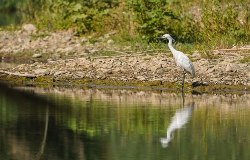 A little egret or egretta garzetta on a lakeshore