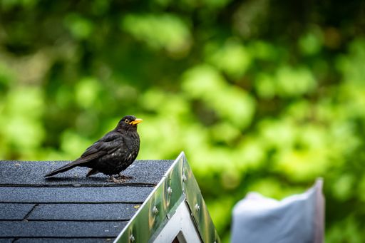 A selective focus shot of a bird perched on a wooden branch in a park on a sunny day