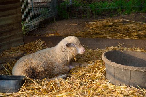 A Merino sheep resting on hay-covered ground in a farm with green grass in the background in Australia