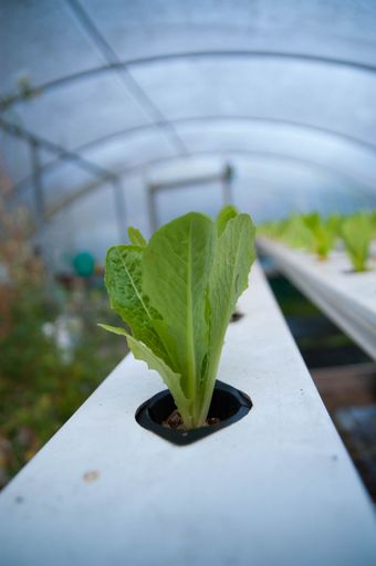 Close-up of a young lettuce plant growing in a hydroponic system inside a greenhouse