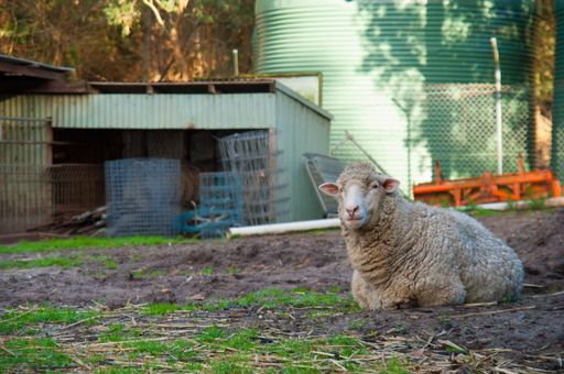 A sheep resting on the ground in front of a farm shed with green grass and equipment in the background.