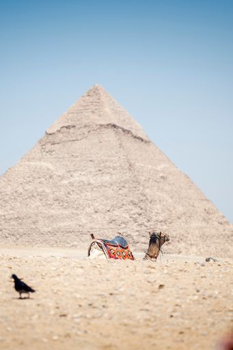 A beautiful shot of a camel in front of the Pyramids of Giza, Al Jizah, Egypt