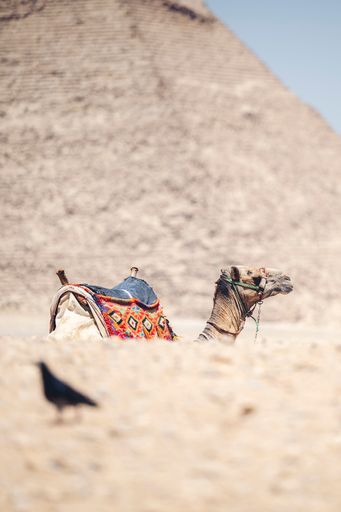 A beautiful shot of a camel in front of the Pyramids of Giza, Al Jizah, Egypt