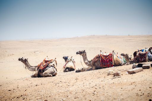 The Arabian camels in the desert. Giza, Egypt.