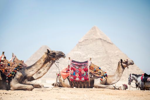 The colorfully saddled camels waiting for tourist riders in front of the Pyramids of Giza, Egypt