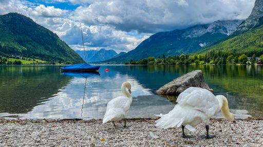 A couple of white swans on the lakeshore