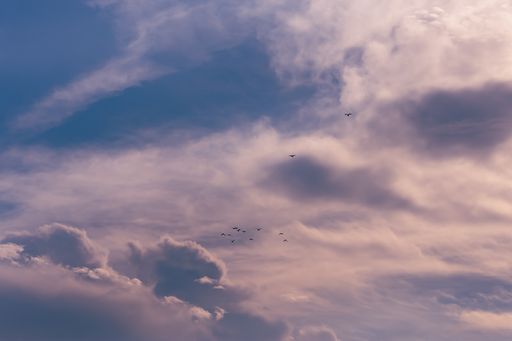 A selective focus shot of flock of birds flying in a cloudy sky during a sunny day. Black outlines of birds silhouettes flying home