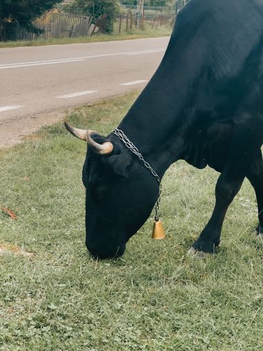 A black bull with horns grazes on a grassy field near a road. wears a chain around its neck with a golden bell
