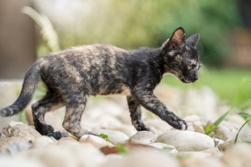 A close up shot of black little thin cat walking on a white stones in the garden