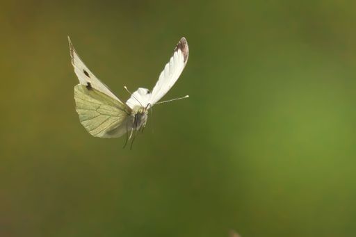A close-up of a white butterfly in flight against a blurred green background.