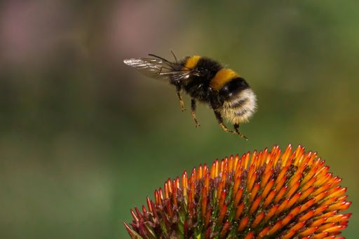 Close-up of a bumblebee in flight approaching a vibrant flower with a blurred background.
