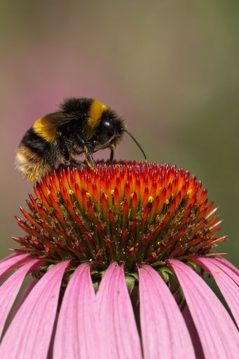 A close-up of a bumblebee on a vibrant purple coneflower with a blurred background.
