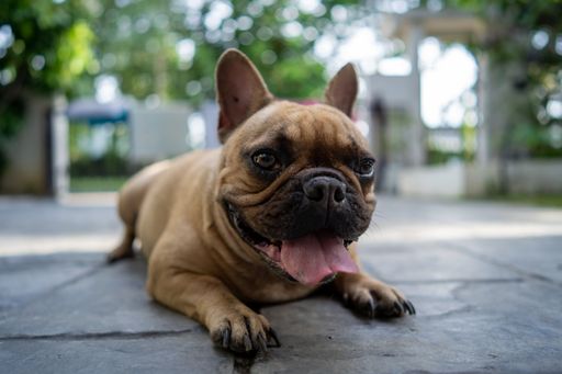 A closeup shot of a cute dog lying on a ground