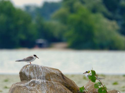 A selective focus shot of Sternidae birds on a rock near a lake