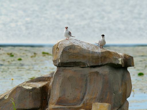 A selective focus shot of Sternidae birds on a rock near a lake