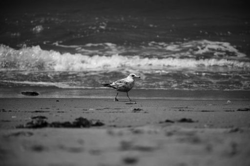 A grayscale shot of a solitary seagull walking along a sandy beach with waves creating a dynamic backdrop
