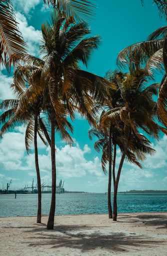 A beautiful shot of palm trees on the beach against a cloudy blue sky