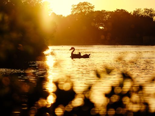 An animal-shaped pedal boat in a lake during sunset