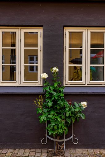 A charming exterior wall of a house with two windows and a blooming rose plant in a pot.