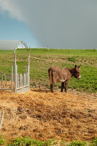 A donkey is depicted standing in the middle of a wide field