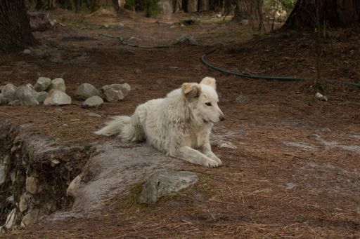 A white dog in the mountains of Himachal Pradesh, India