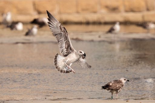 A large, gray seagull with outstretched wings is landing on a sandy beach. Another seagull stands nearby, watching
