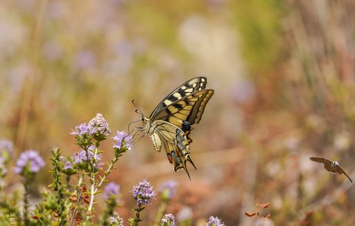 A closeup shot of a Papilio Machaon butterfly on a flower
