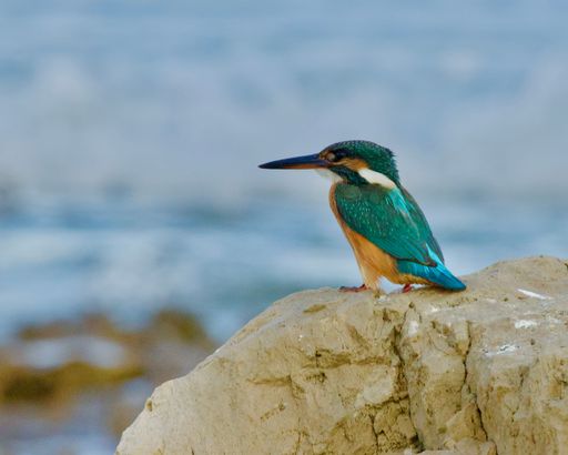 A vibrant kingfisher perched on a rock near a body of water, showcasing its colorful plumage.
