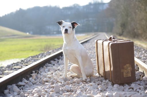 A cute white dog sitting on a railroad next to an old vintage suitcase